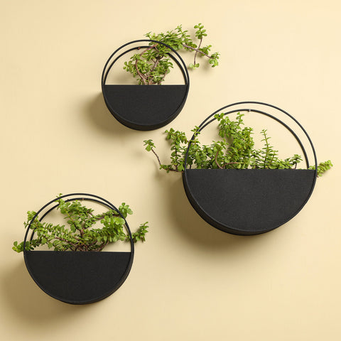 Wall planters Indoor India